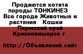Продаются котята породы ТОНКИНЕЗ - Все города Животные и растения » Кошки   . Пермский край,Красновишерск г.